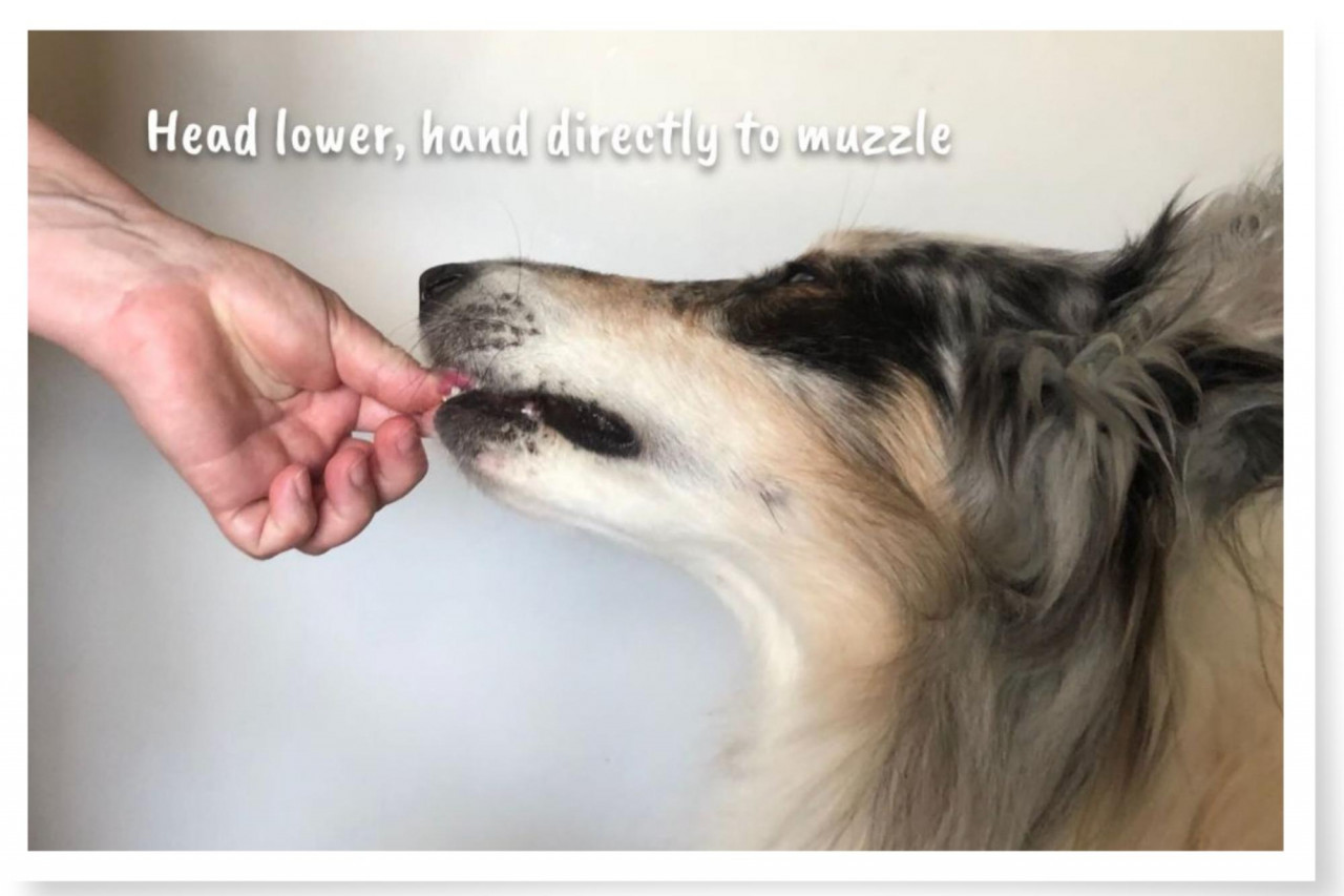 dog learning to take a pill held at muzzle height so he can lick it